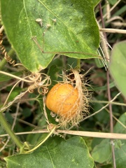 Passiflora vesicaria var. vesicaria image