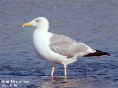 Larus argentatus mongolicus