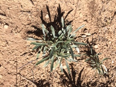 Oreocarya suffruticosa setosa