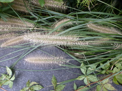 Poaceae