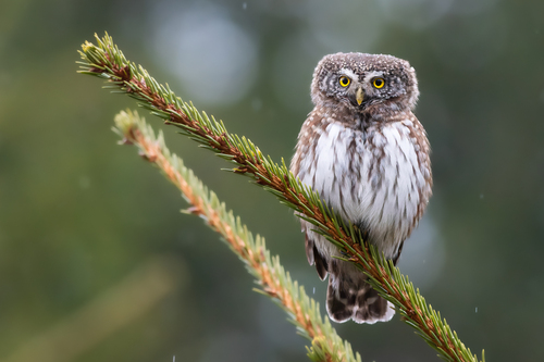 Mochuelo chico (Glaucidium passerinum)