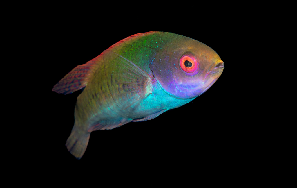 Redeye fairy wrasse (Cirrhilabrus solorensis) — Labridae