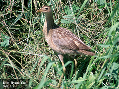 Gallicrex cinerea