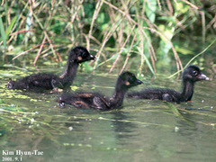 Gallicrex cinerea