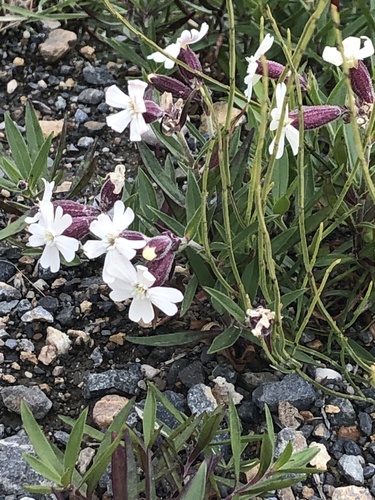 Creeping Catchfly