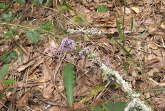 Liatris elegans