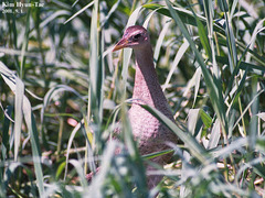 Gallicrex cinerea