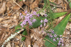 Liatris elegans