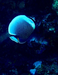 Chaetodon reticulatus