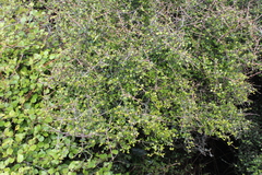 Coprosma wallii