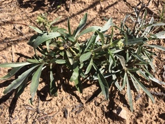 Oreocarya suffruticosa setosa