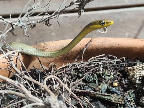 Common Tree Snake sighting