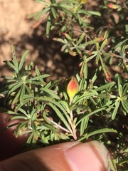 Oenothera berlandieri berlandieri