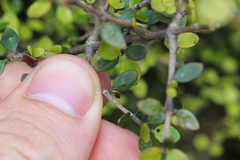 Coprosma wallii