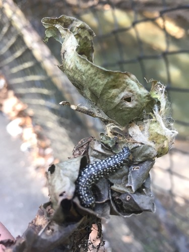Moonseed Webworm
