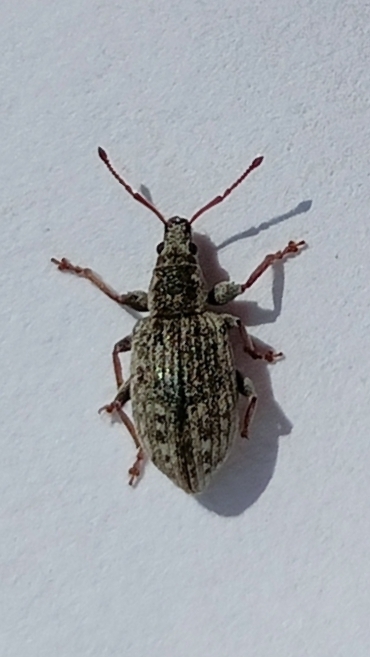 Phyllobius montanus