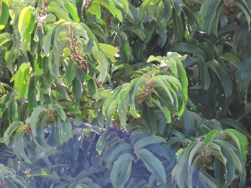 Myristica hypargyraea observed 2023-04-10