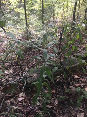 Solidago ulmifolia ulmifolia