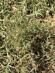 Erigeron divaricatus