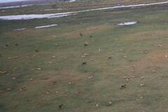 Nile Lechwe photo 2
