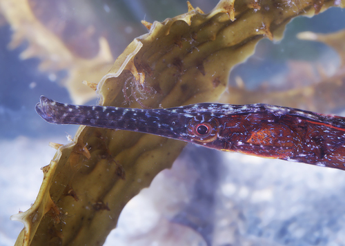 Longsnout pipefish (Vanacampus poecilolaemus) — Syngnathidae