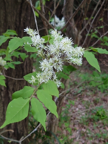 Image of Fraxinus sieboldiana by (c) WATANABE Hitoshi 渡辺仁, some rights reserved (CC BY)