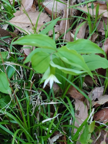 Image of Disporum smilacinum by (c) WATANABE Hitoshi 渡辺仁, some rights reserved (CC BY)