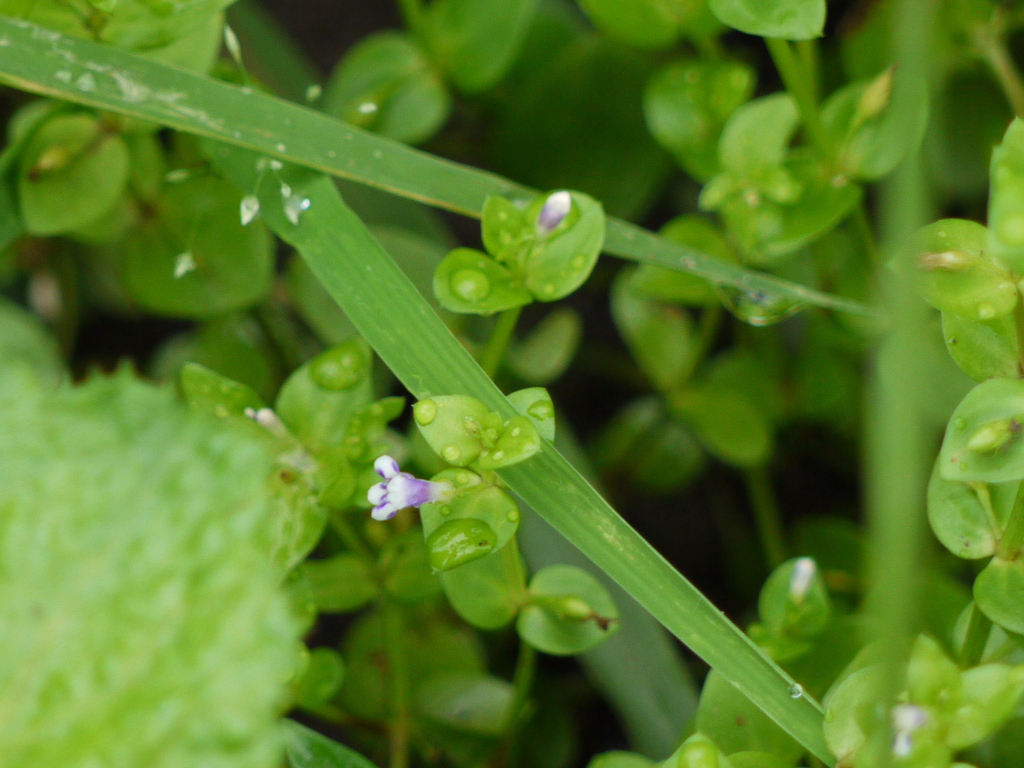 Lindernia tamilnadensis