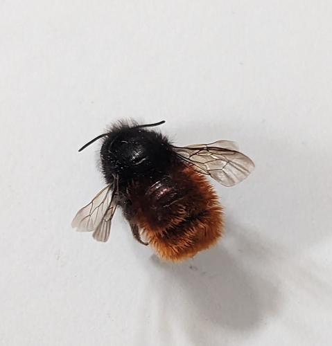 European Orchard Bee photo 4