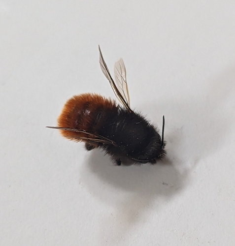European Orchard Bee