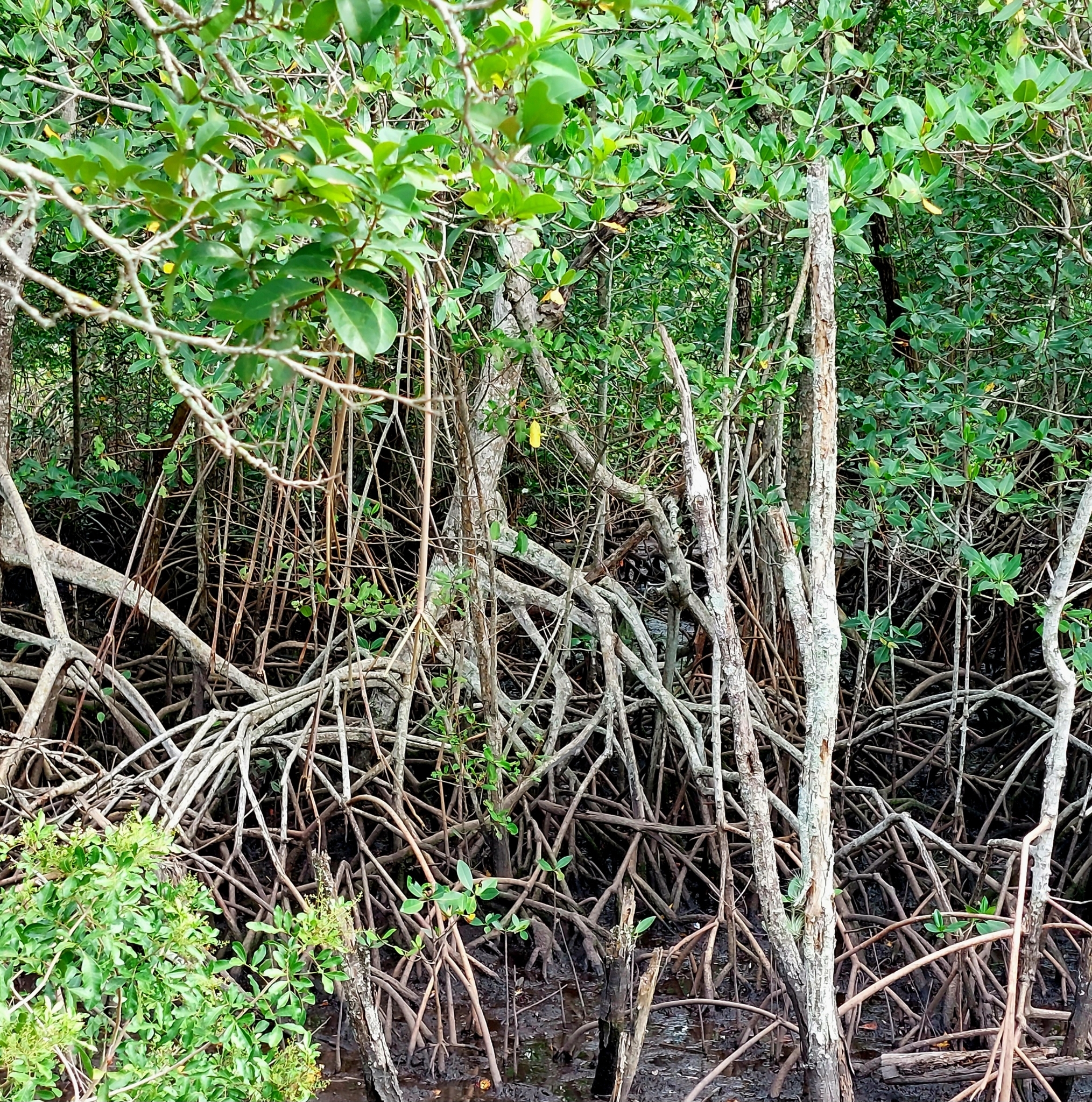 Rhizophora mangle