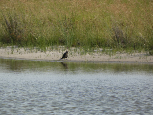 Reed Cormorant