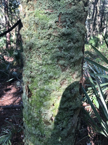 Octoblepharum albidum
