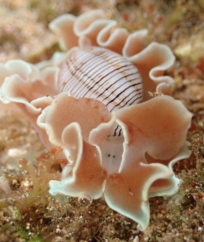 Hydatina physis observed 2023-04-08