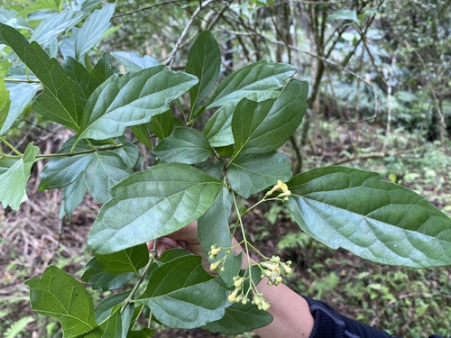Premna microphylla iNat (1)
