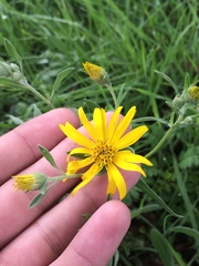 Heterotheca angustifolia