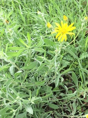 Heterotheca angustifolia