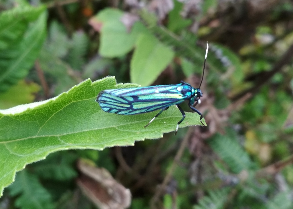 Chrysochlorosia callistia