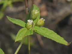 Blainvillea acmella, photograph (c) Dinesh Valke, some rights reserved (CC BY-SA)