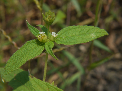 Blainvillea acmella, photograph 4