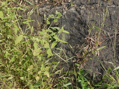 Blainvillea acmella, photograph (c) Dinesh Valke, some rights reserved (CC BY-SA)