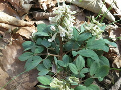 Corydalis repens, photograph (c) Repina Tatyana, some rights reserved (CC BY)