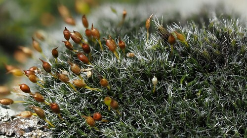 Grimmia montana