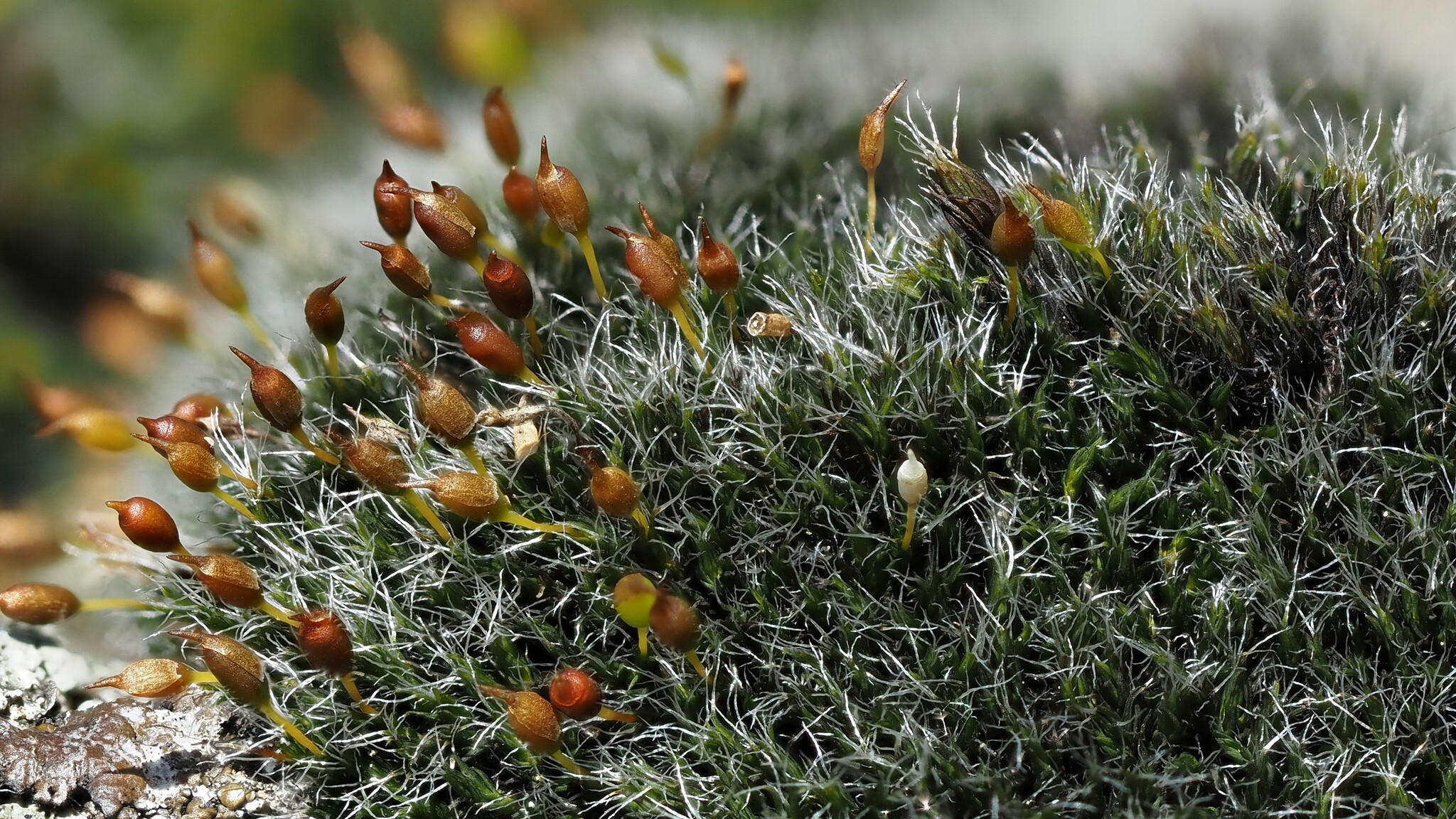 Grimmia montana