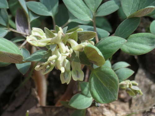 Corydalis repens, photograph 5