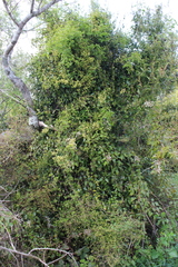 Brachyglottis sciadophila