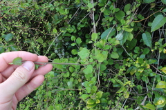 Brachyglottis sciadophila