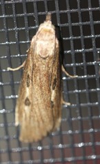 Tirathaba parasiticus