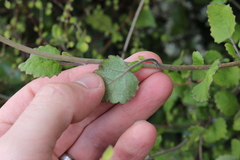Brachyglottis sciadophila