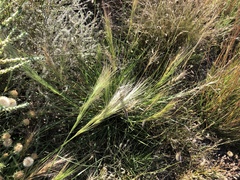 Elymus longifolius